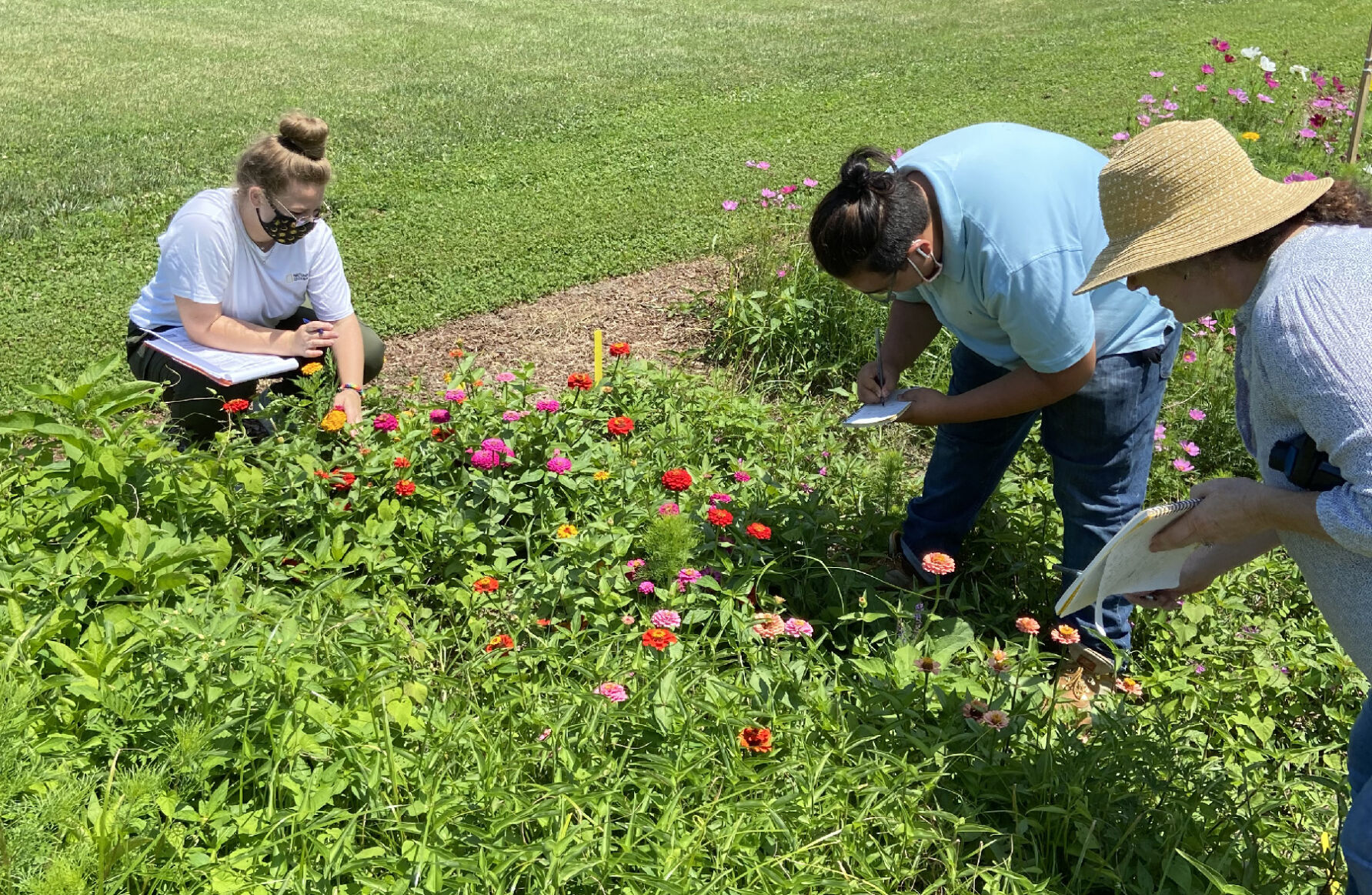 Entomologists seek bugs in field